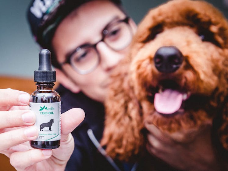 CBD Oil, bacon CBD oil, pet CBD oil, bacon for pets