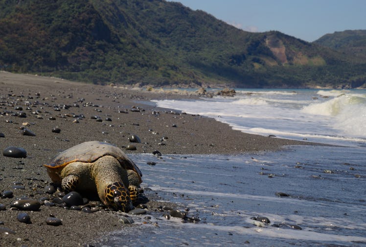 sea turtle taiwan