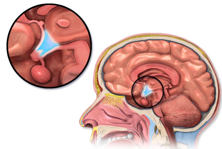 hypothalamus