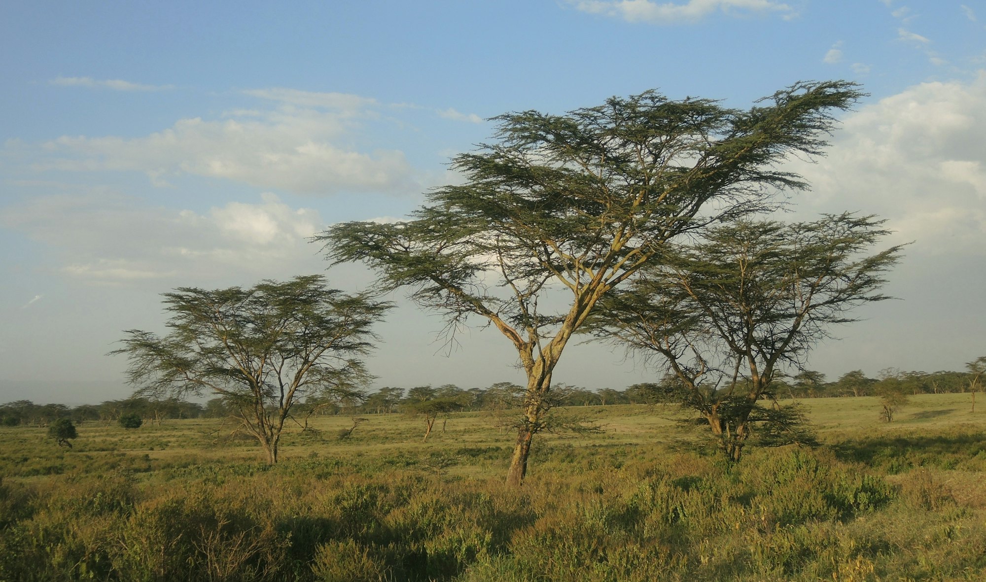 Зонтичная Акация саванны и редколесья в Африке