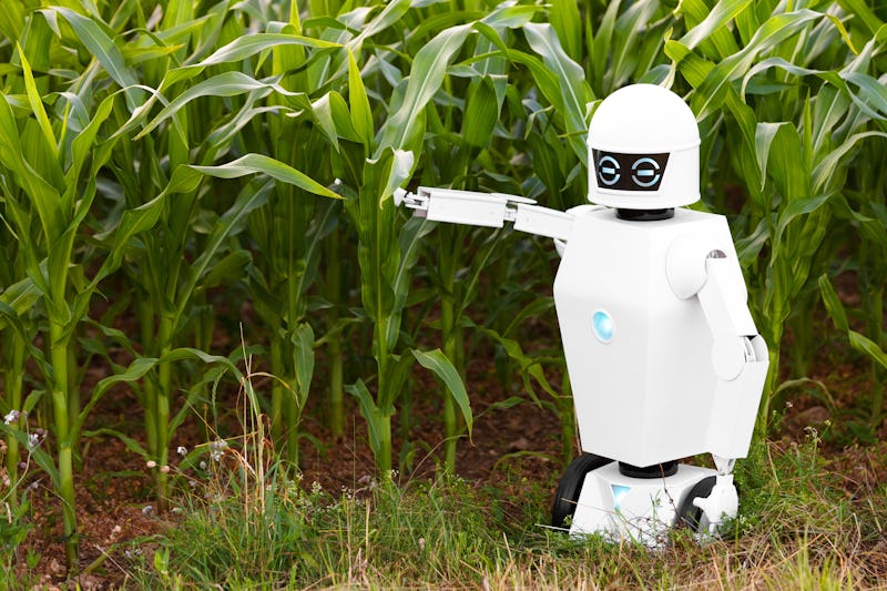 A white robot in a field surrounded by tall leaves 