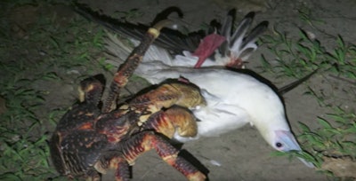 Giant Coconut Crab Seen Killing Bird, Crawling Out of Garbage