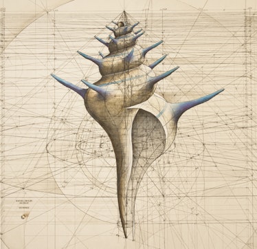 Spiny shell illustration
