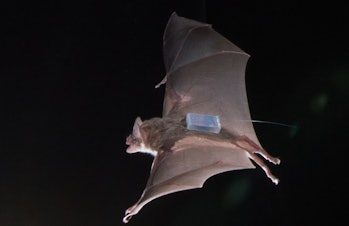 Researchers used high-resolution trackers to keep tabs on the bats' activity