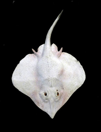 pacific white skate deep sea hydrothermal vents