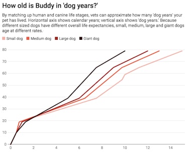 How old is Buddy in dog years?
