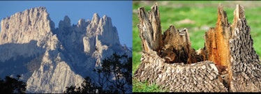 For some Flat Earthers, all mountains are the remnants of ancient giant tree stumps.