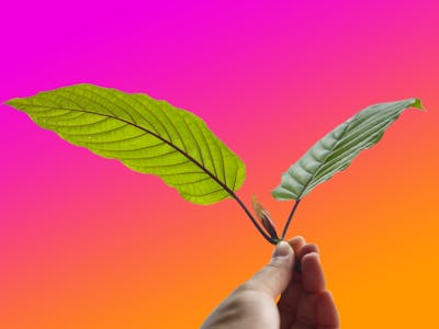 A person holding two Kratom leaves with a pink-orange background