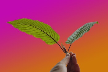 A person holding two Kratom leaves with a pink-orange background