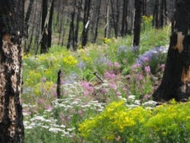 Wildflowers flourish three years after the 2008 Gunbarrel fire east of Yellowstone.