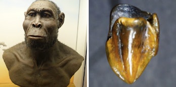 Ancient teeth could rewrite human history. 