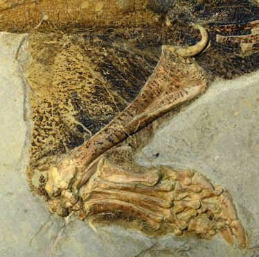 The detail of skin preservation on this 'Psittacosaurus' hindlimb fossil is spectacular.