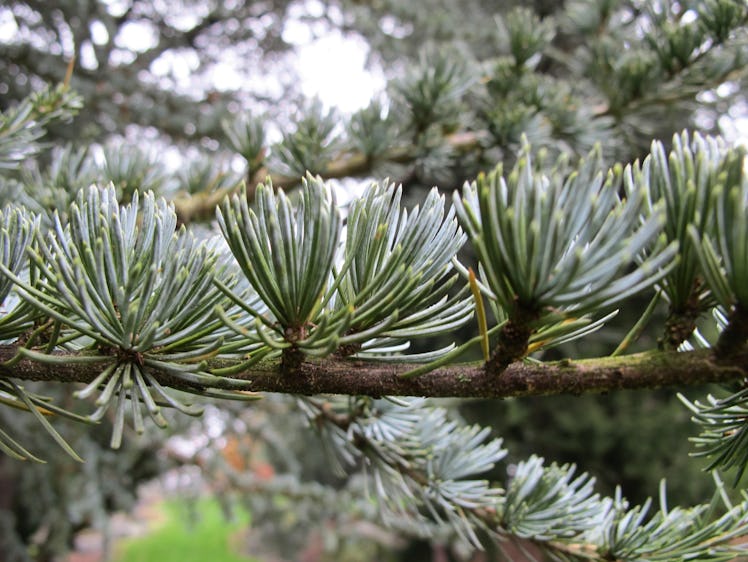 Cedrus atlantica, New York Botanical Garden