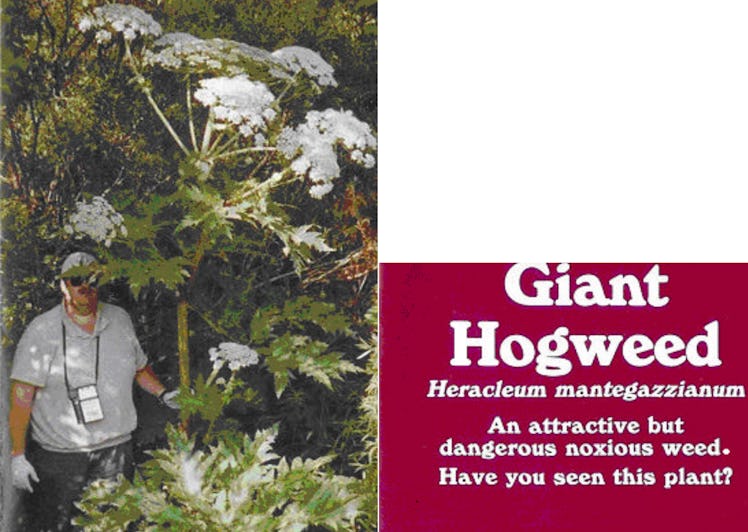 hogweed