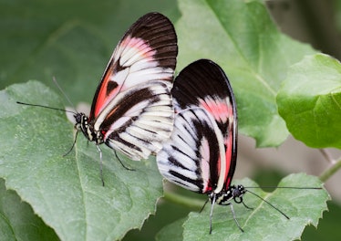 Helonicus butterflies mating