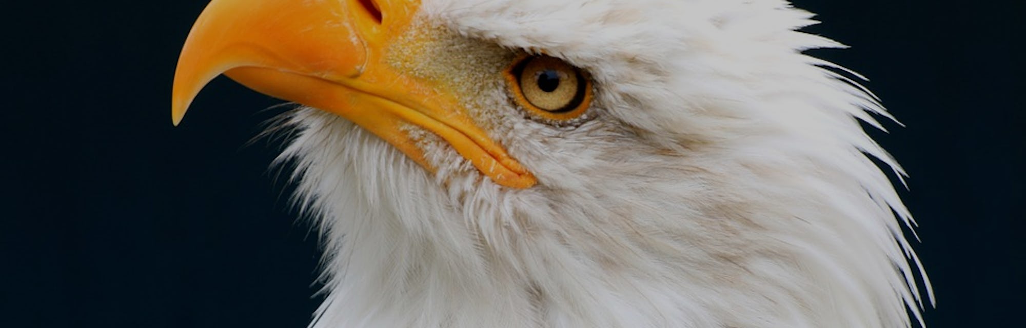 How Scientists Saved Bald Eagles From Destruction In Minnesota