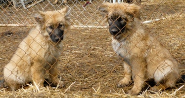 dire wolf project american alsatian puppies