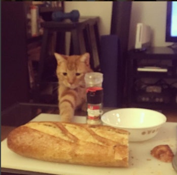 cat knocking over bread