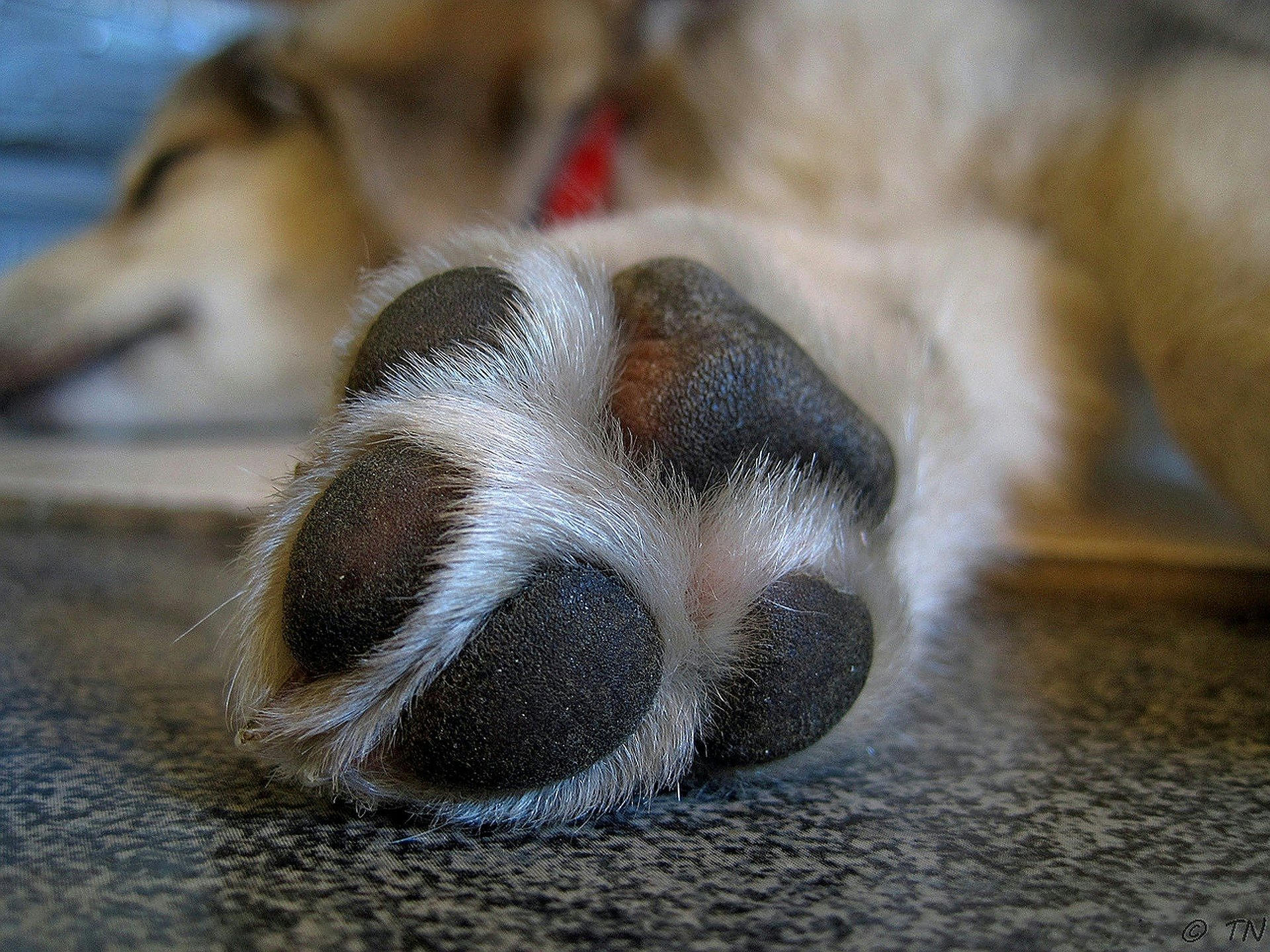 stinky dog feet