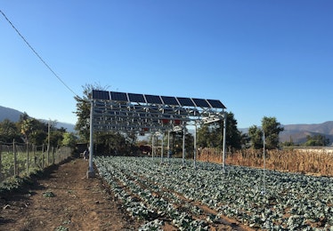 One of the three Chilean agrivoltaic projects. This one, located in Curacavi, is growing herbs.