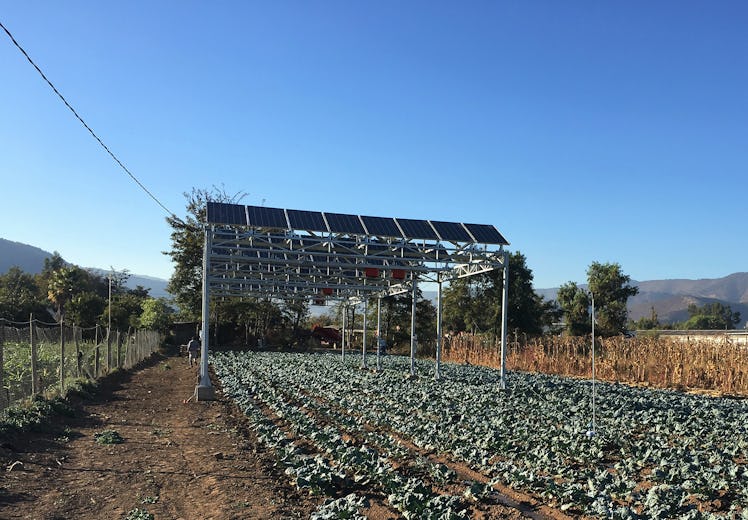 One of the three Chilean agrivoltaic projects. This one, located in Curacavi, is growing herbs.