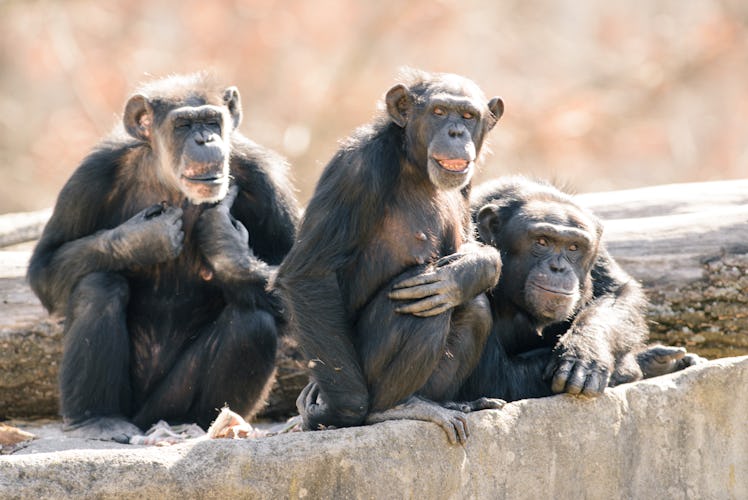 Chimp Group on Rocks