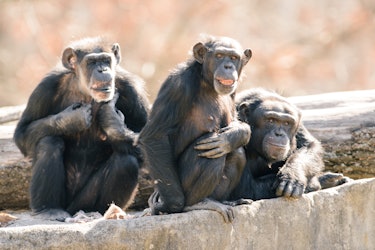 Chimp Group on Rocks