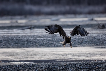 bald eagle