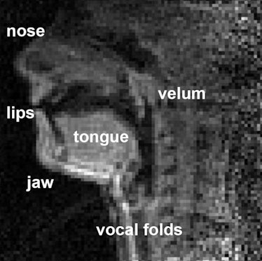vocal tract diagram