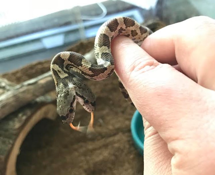 conjoined snakes