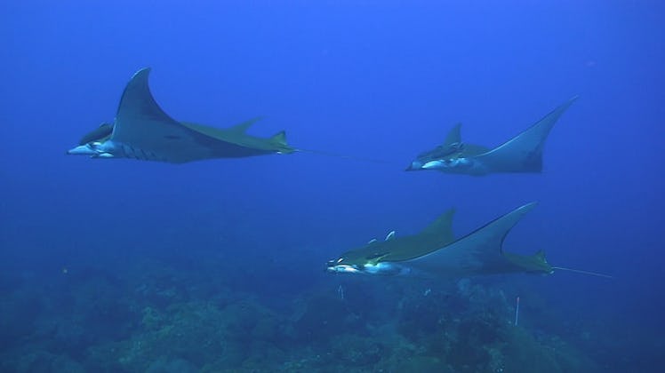 manta ray, threatened species, giant manta ray, texas