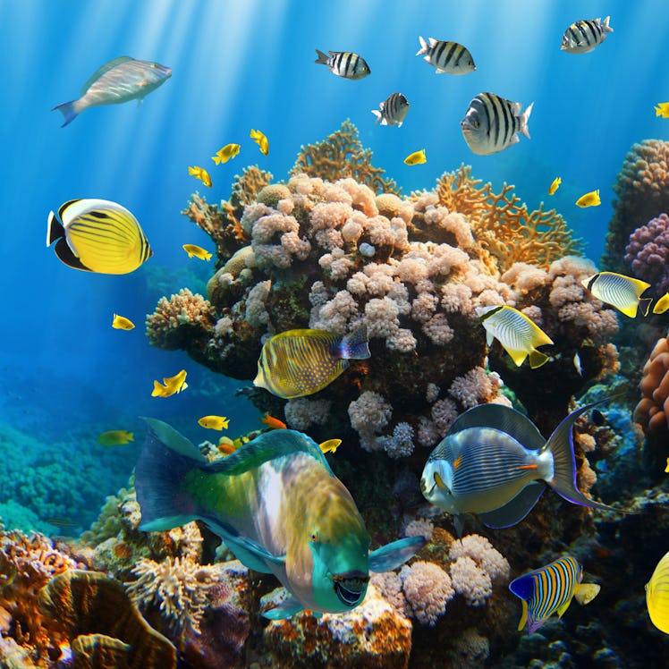 tropical fish on a coral reef