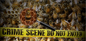 Bees >>> Colony Collapse Disorder