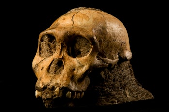 Australopithecus sediba 