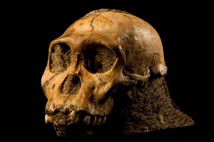 Australopithecus sediba 