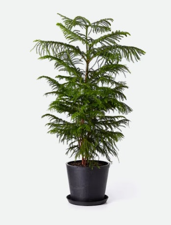 Bloomscape Norfolk Pine