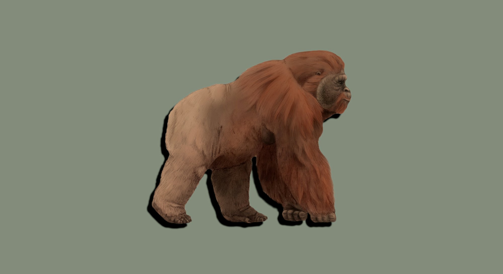 Ancient Ape Gigantopithecus Proves King Kong Can T Exist