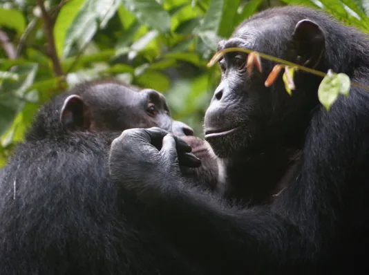 Suspicious Chimps Protect Friendships and Relationships at All Costs