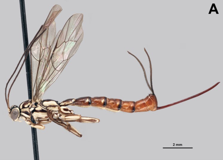 Clistopyga isayae, like other membrs of its genus, has a wild looking ovipositor, an adapted stinger...