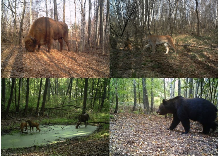 Collage of Chernobyl Exclusion Zone animals