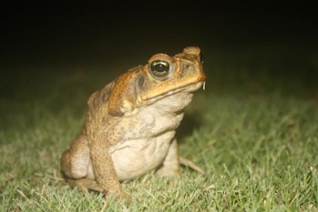 cane toad 