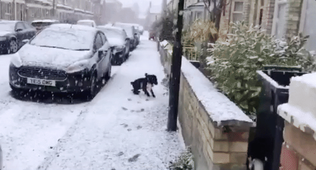 Dog 'Zoomies' Explain the Science Behind Viral SnowLoving Dog