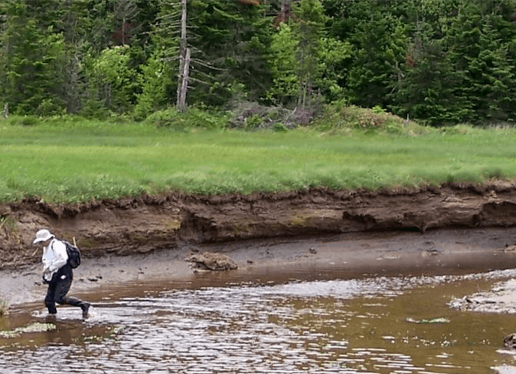 Ten feet (3 meters) of carbon-rich soil accumulation along Dipper Harbour, Bay of Fundy, New Brunswi...