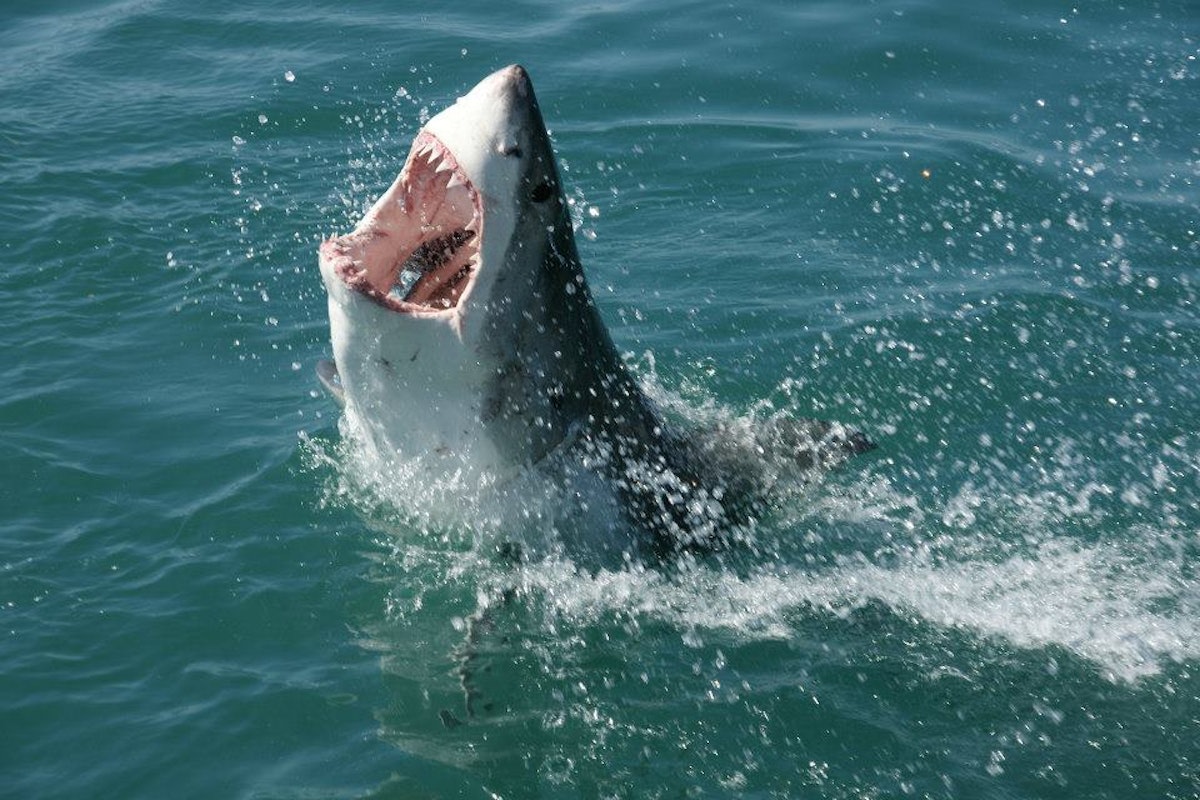 Shark-Detecting Drone Takes Off Above Australian Seashore