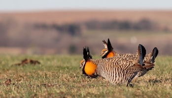 Male prairie chickens in the Flint Hills, Oklahoma, displaying for mates