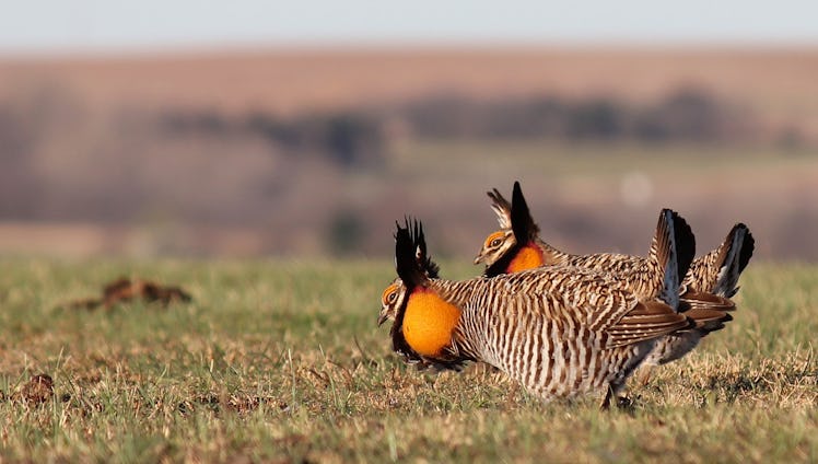Male prairie chickens in the Flint Hills, Oklahoma, displaying for mates