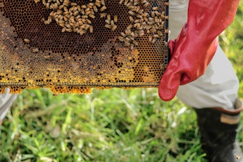 Managed honeybee hives are hotbeds for viruses, and while these diseases are spreading to wild bumbl...