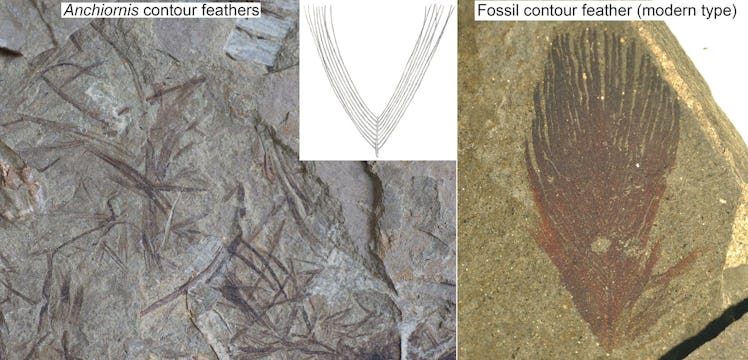 anchiornis feathers