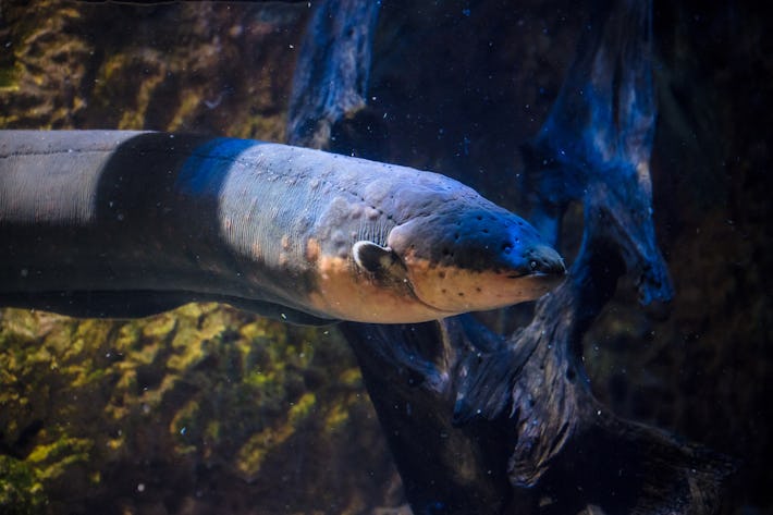 Electric eels can power Christmas tree lights -- and science