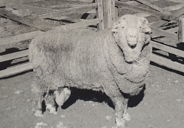Sir Freddie, photographed in 1969, donated some of the semen that impregnated 34 ewes in 2018.